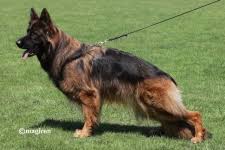 public/dog_images/829/1759176006.Gipsygarden's Uthe.jpg